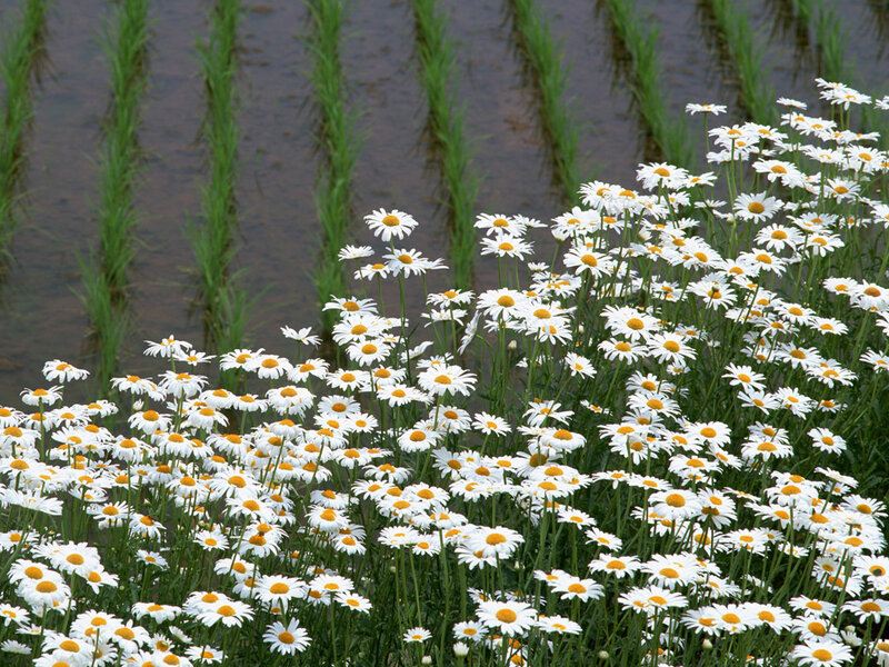 Daisies in a rice paddy