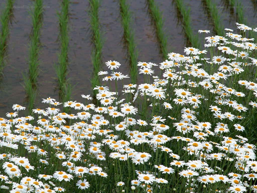 Daisies in a rice paddy