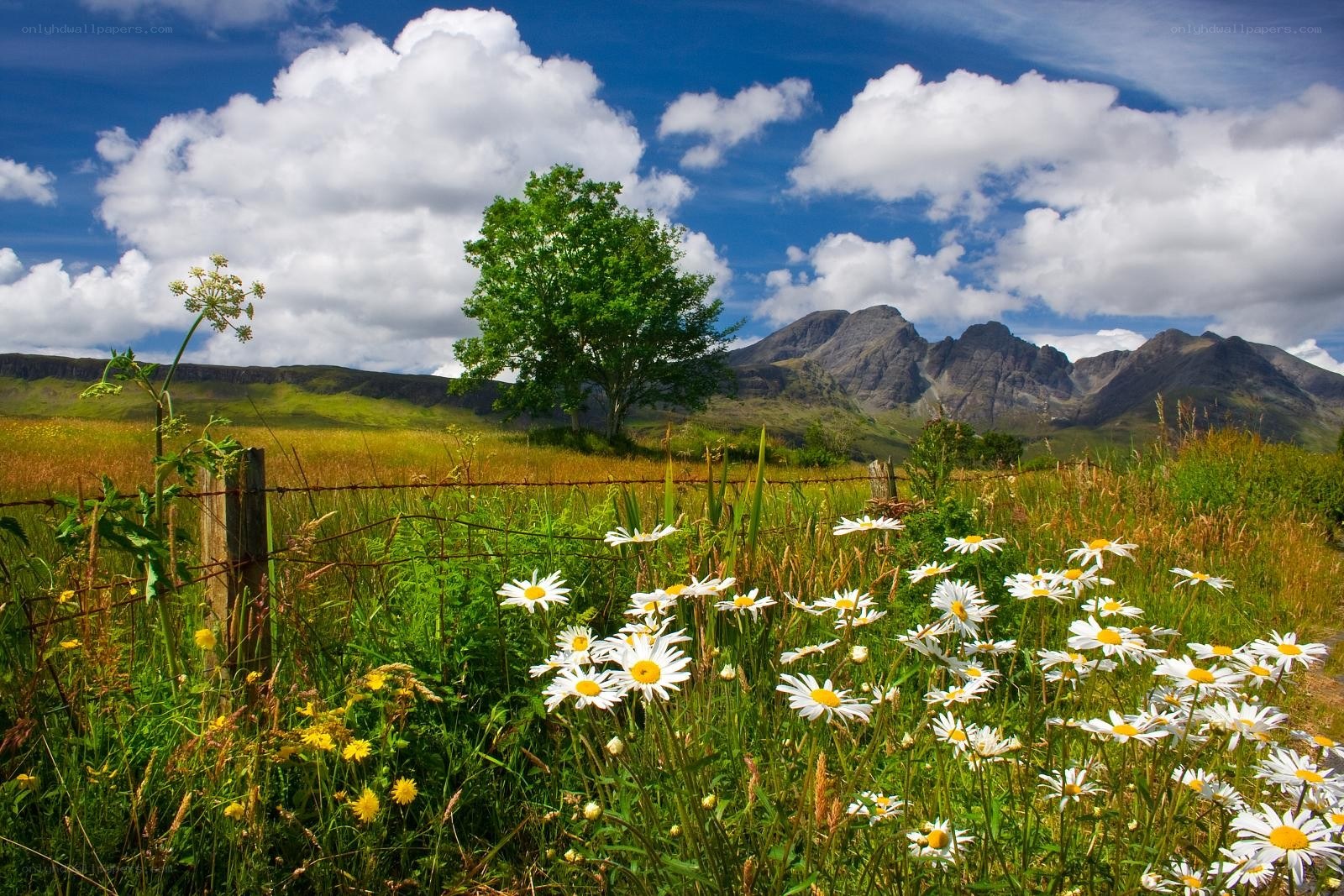 Daisies in a Scottish landscape