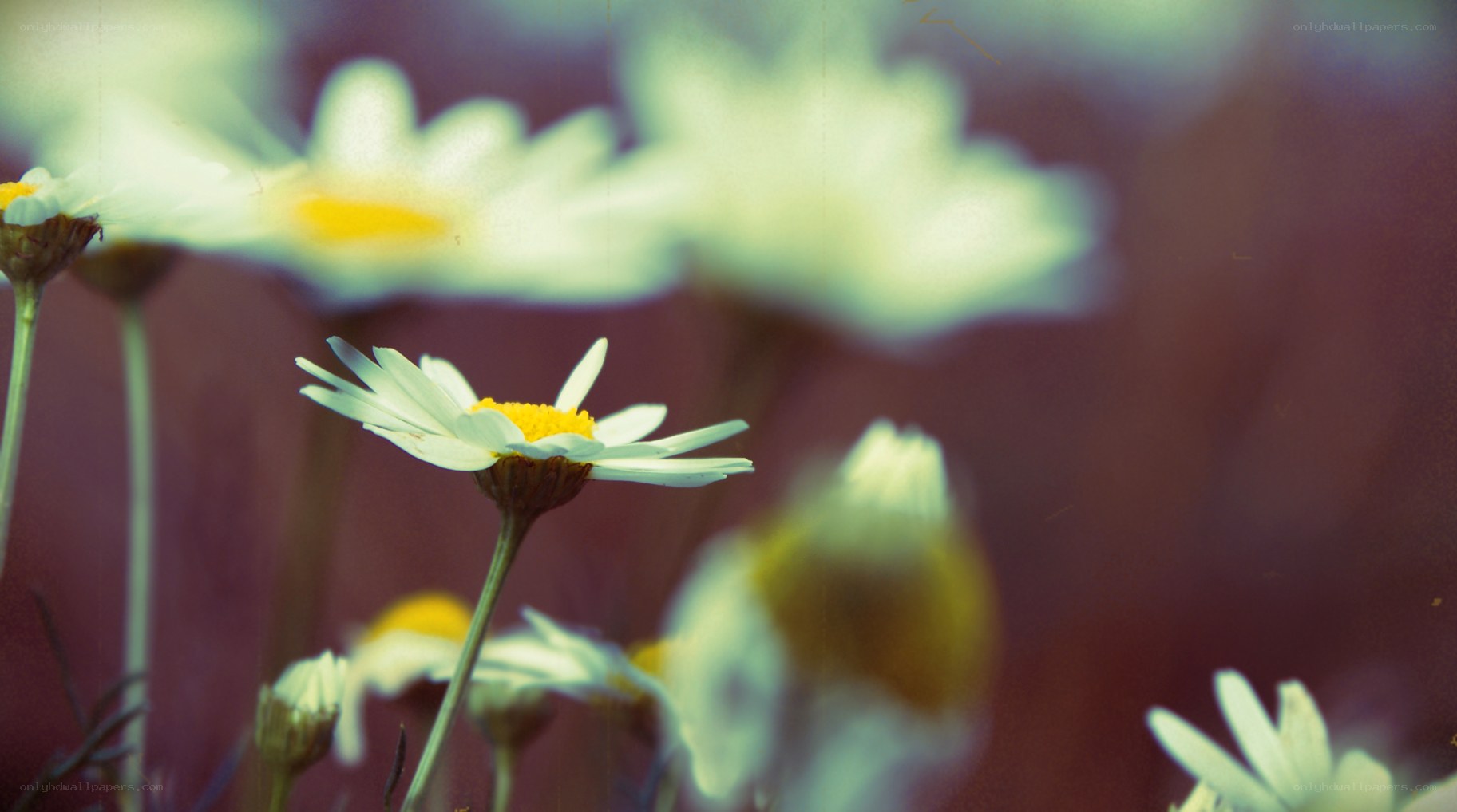 Daisies in a soft-focus field