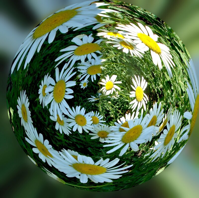 Daisies in a Sphere
