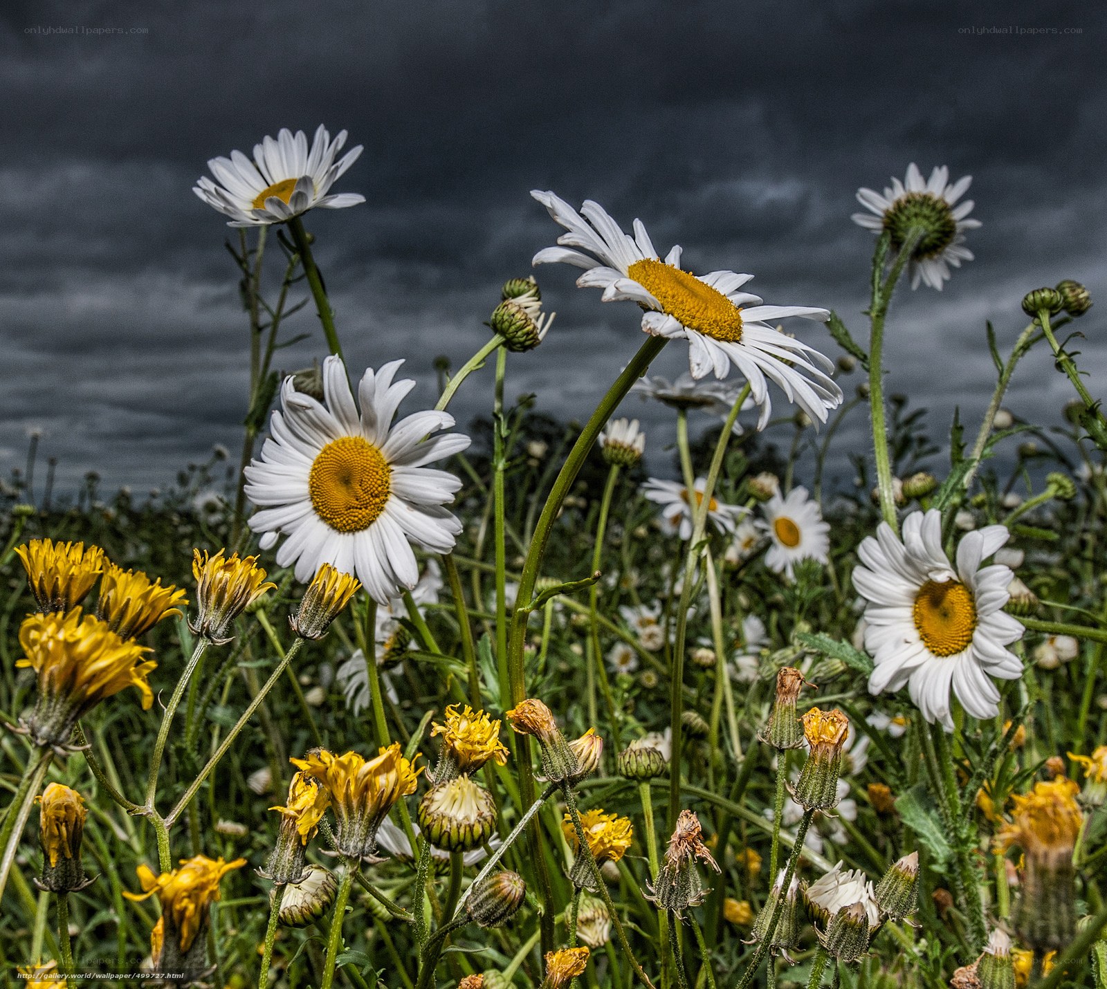 Daisies in a stormy field
