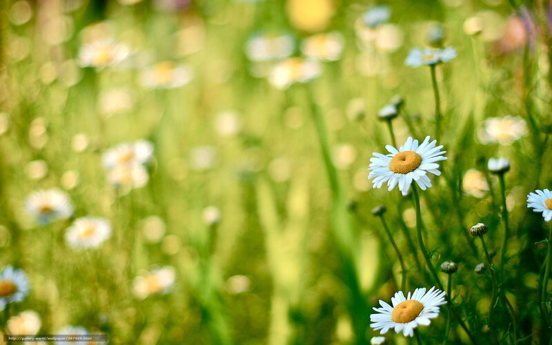 Daisies in a sunlit field