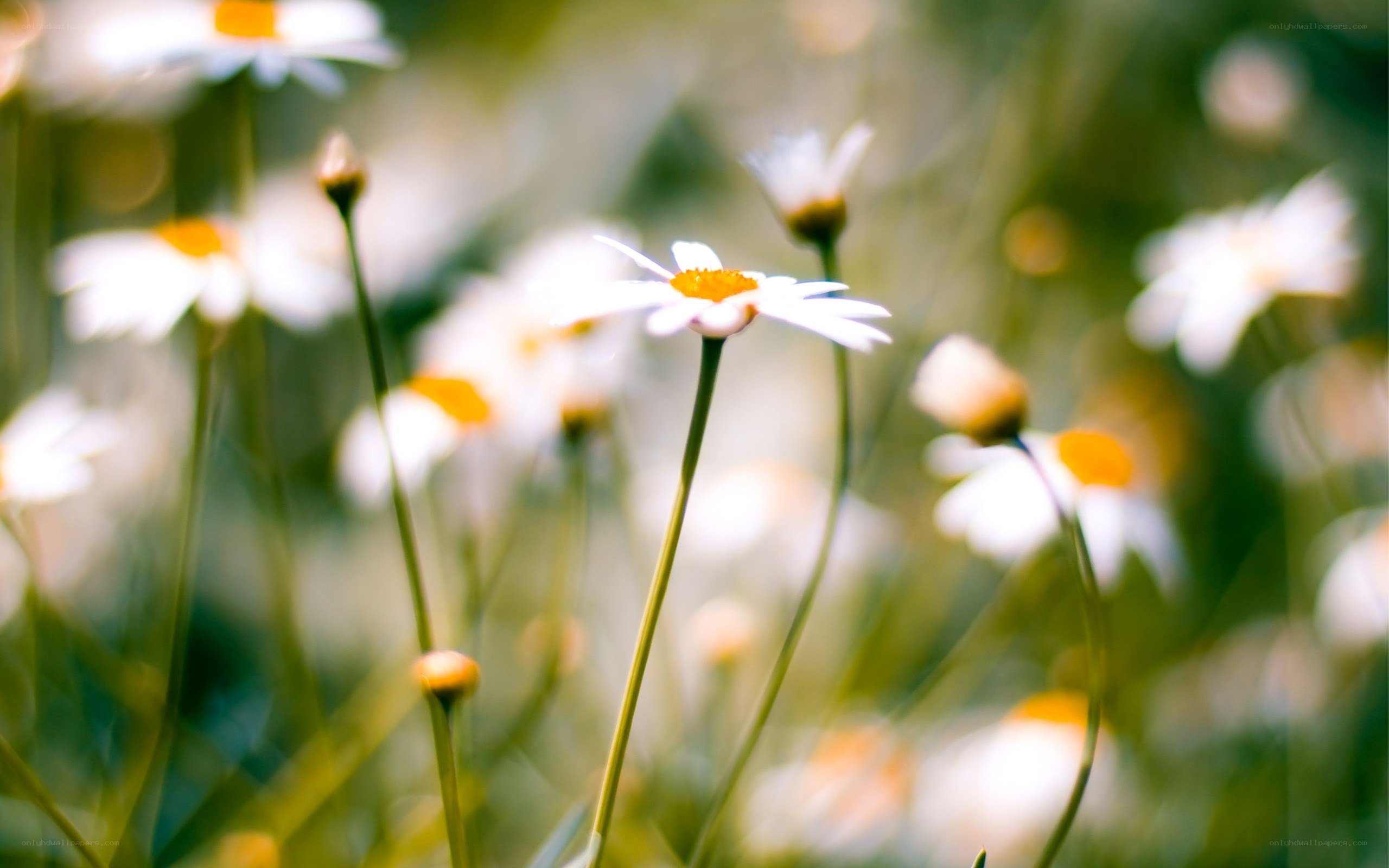 daisies in a sunlit field