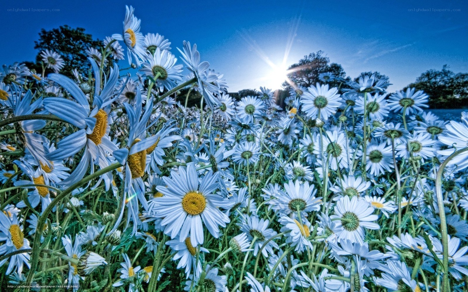 Daisies in a sunlit field