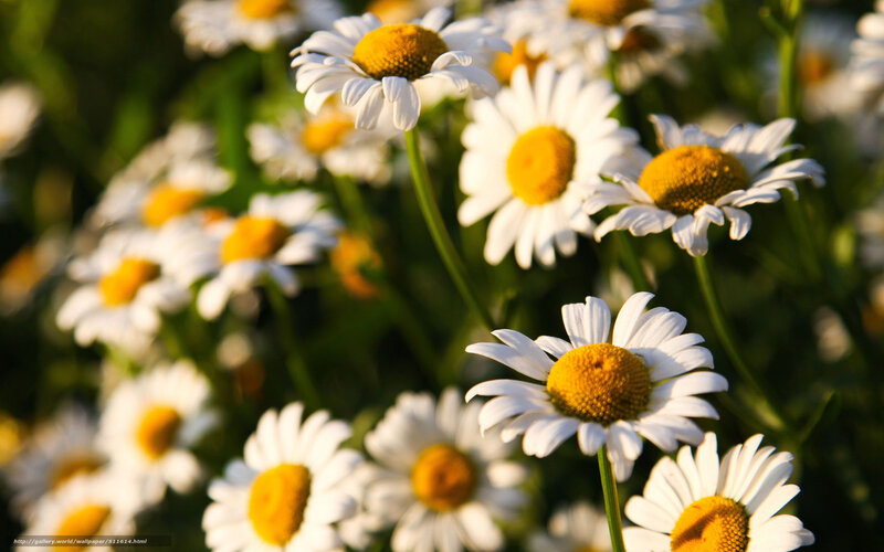 Daisies in a sunlit field