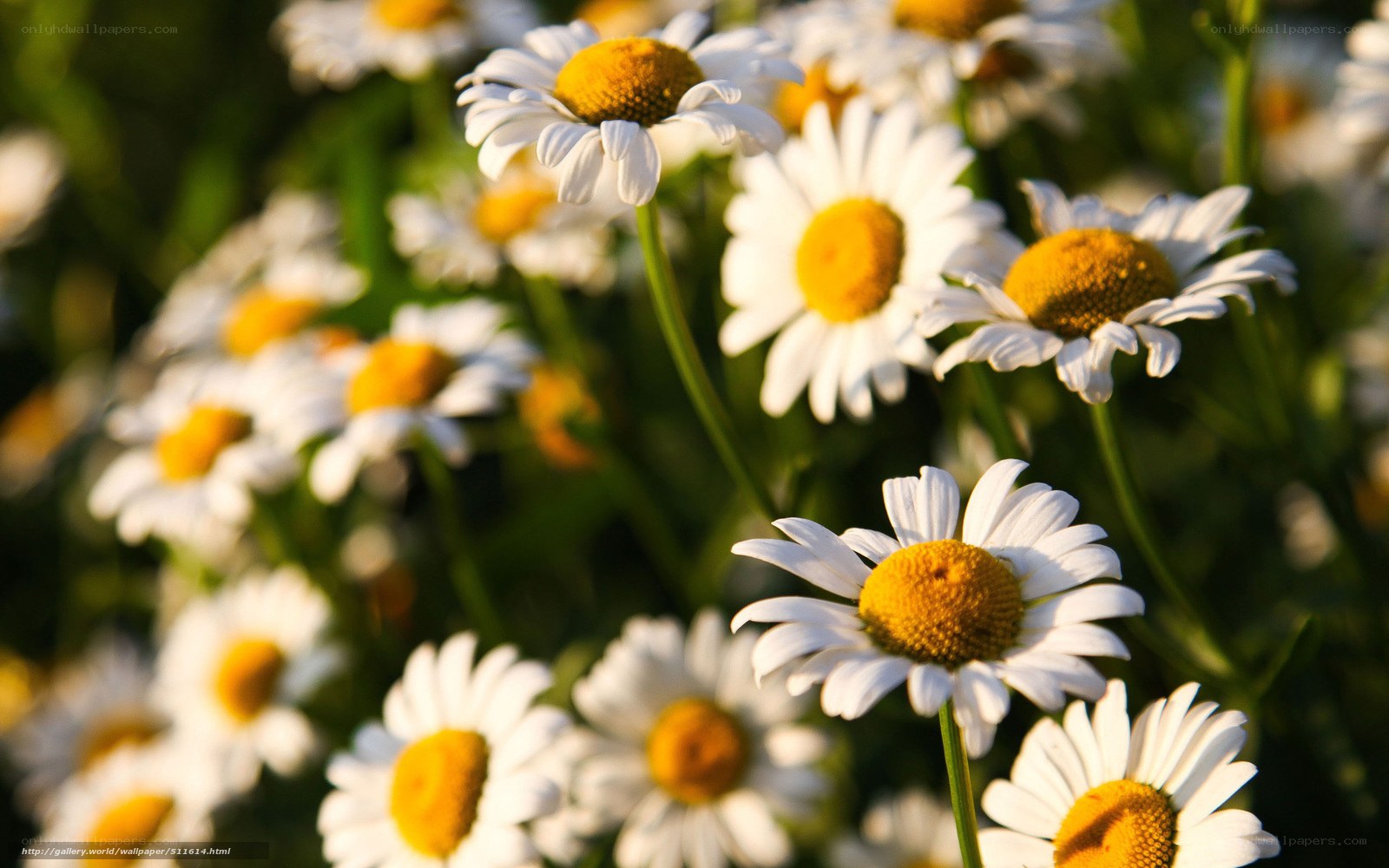 Daisies in a sunlit field