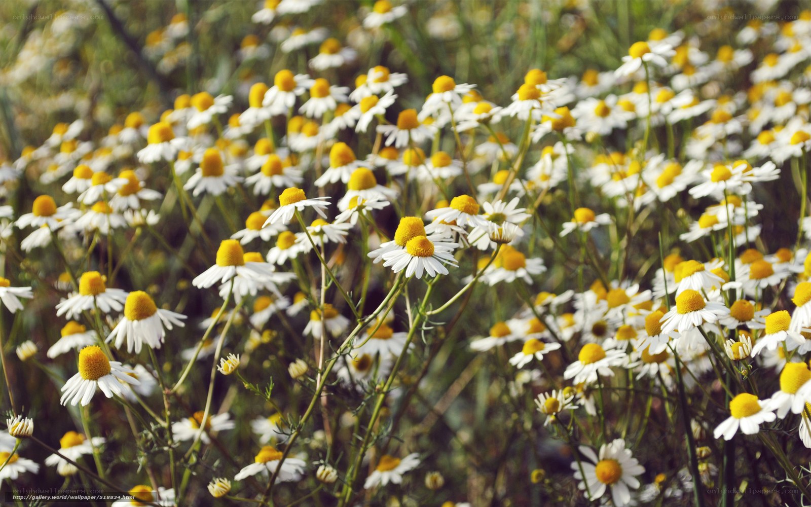 Daisies in a sunlit field