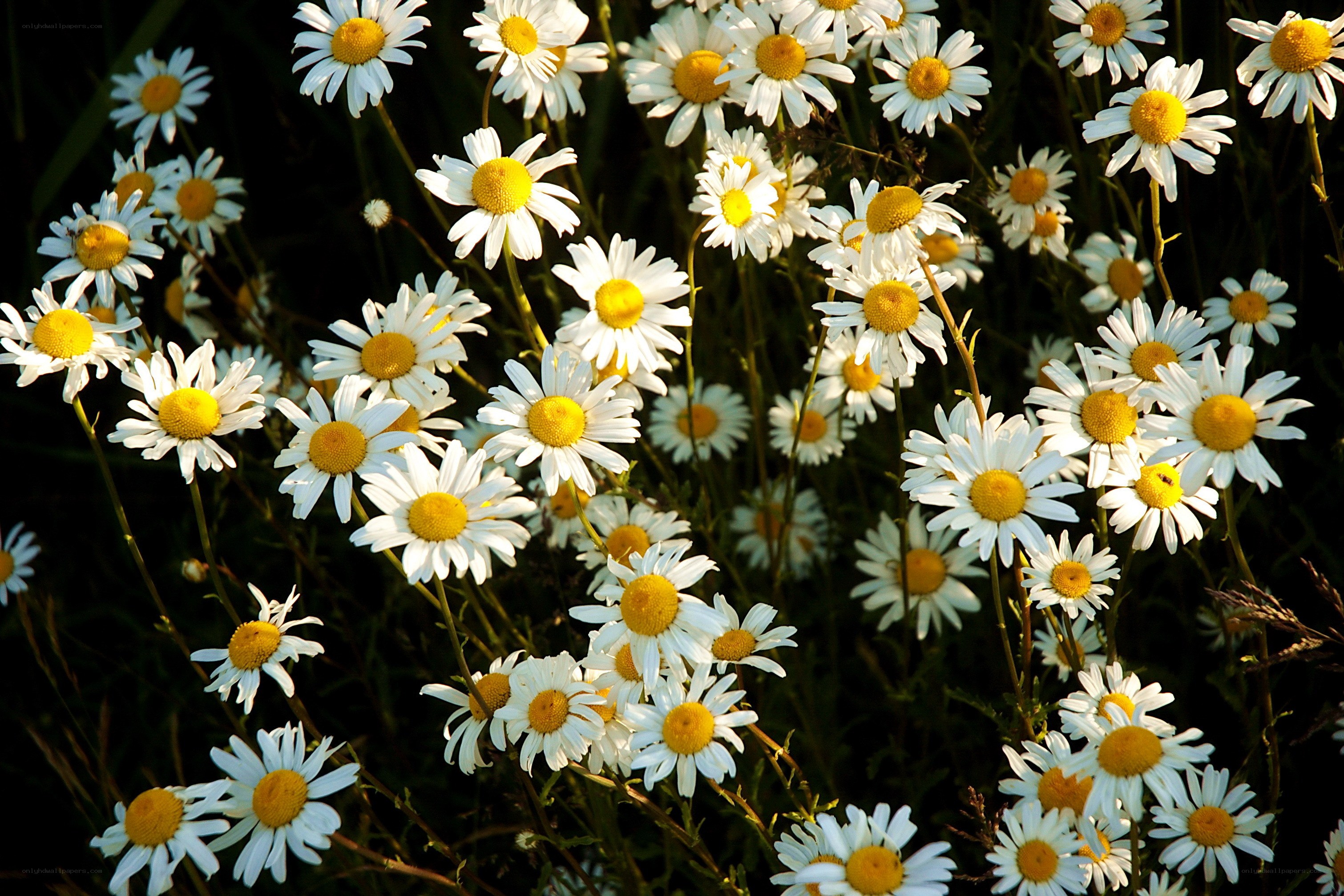 Daisies in a sunlit field