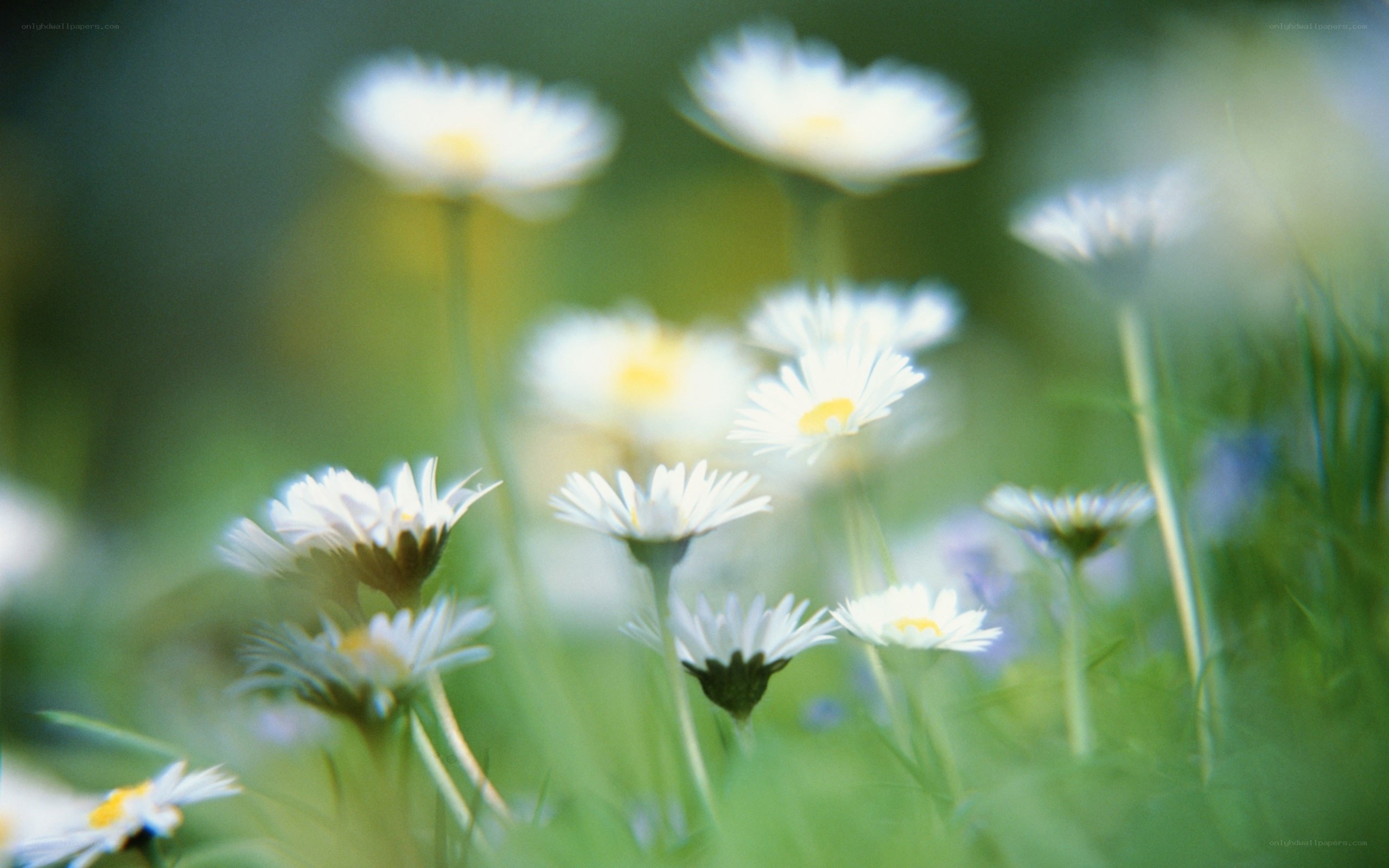 Daisies in a sunlit field
