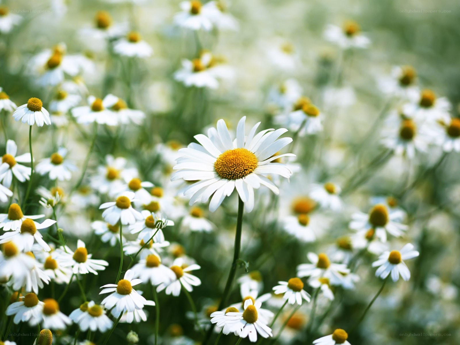 Daisies in a sunlit field
