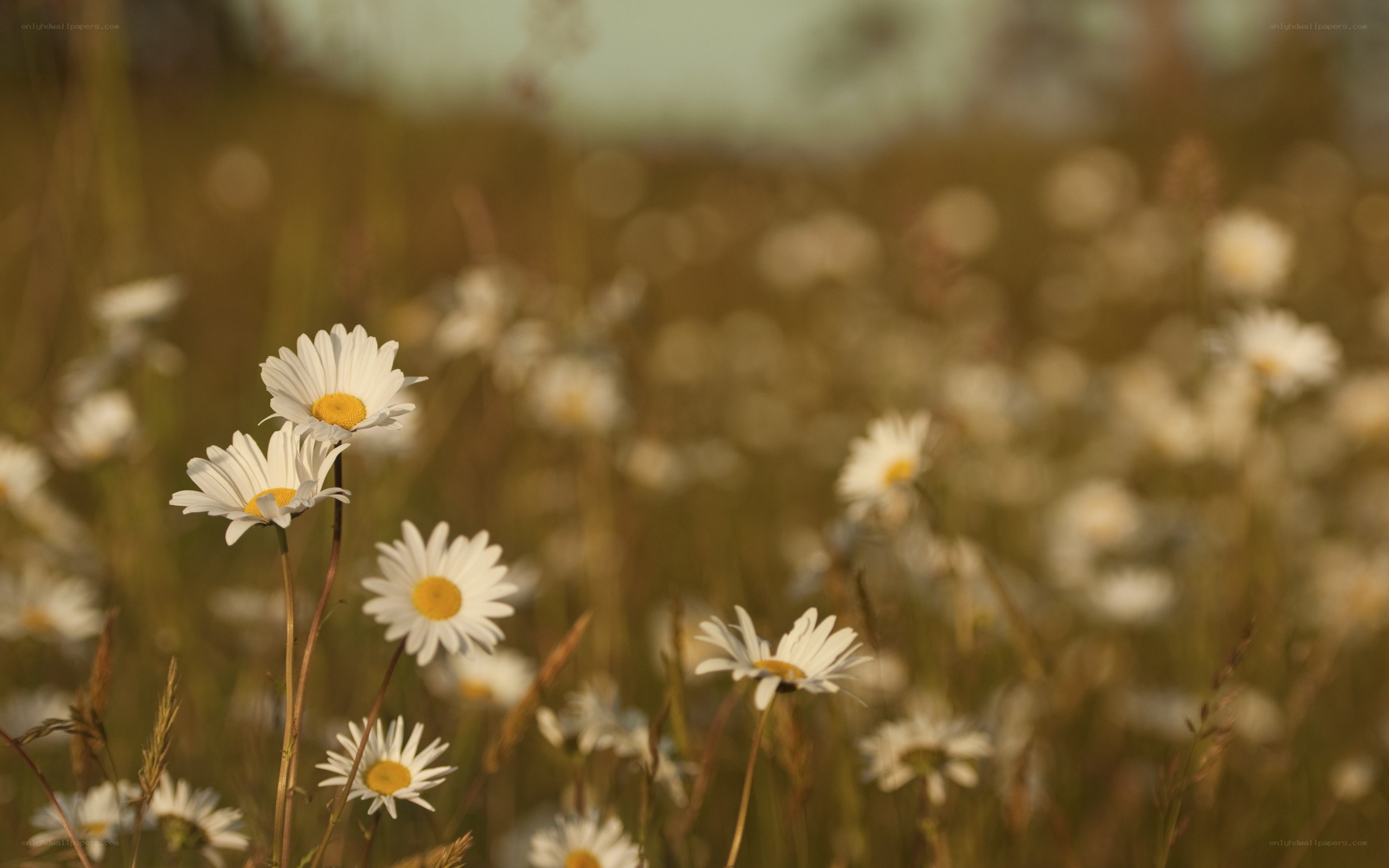 Daisies in a sunlit field