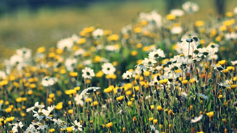 daisies in a sunlit field