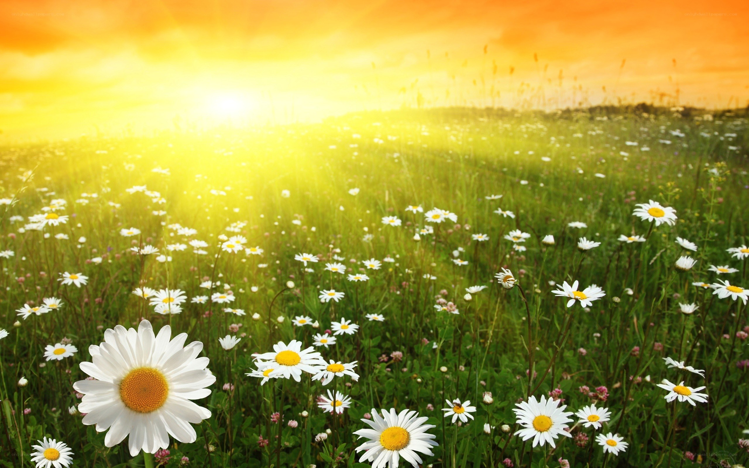 Daisies in a sunlit field