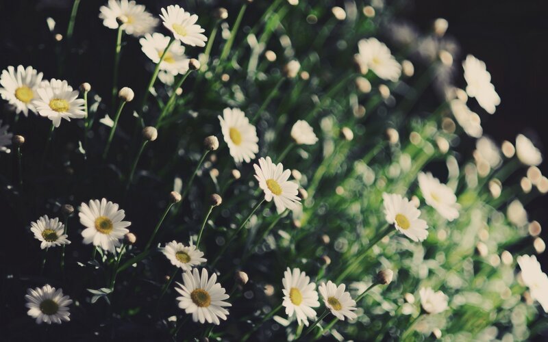 daisies in a sunlit field