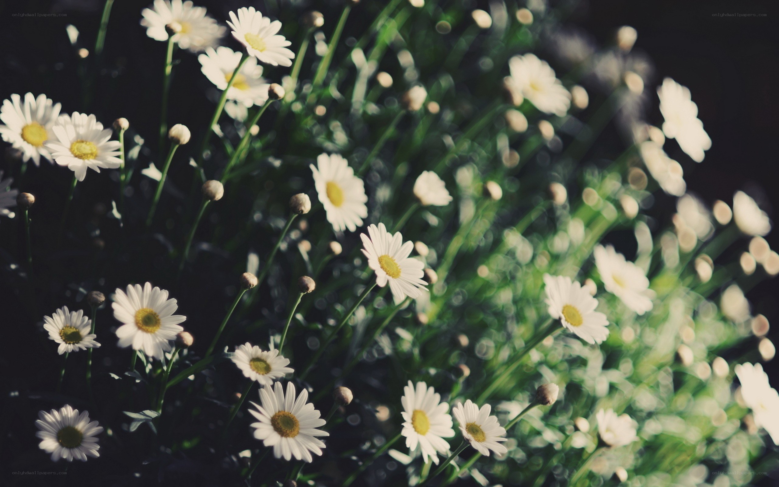 daisies in a sunlit field