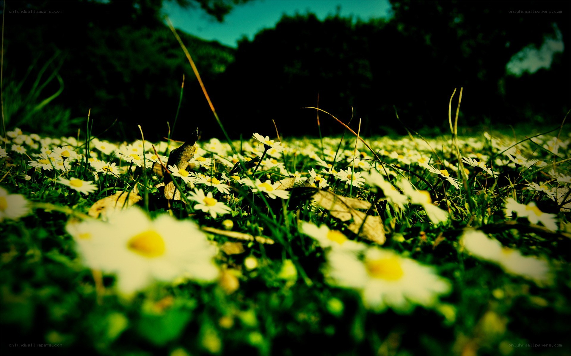 daisies in a sunlit field