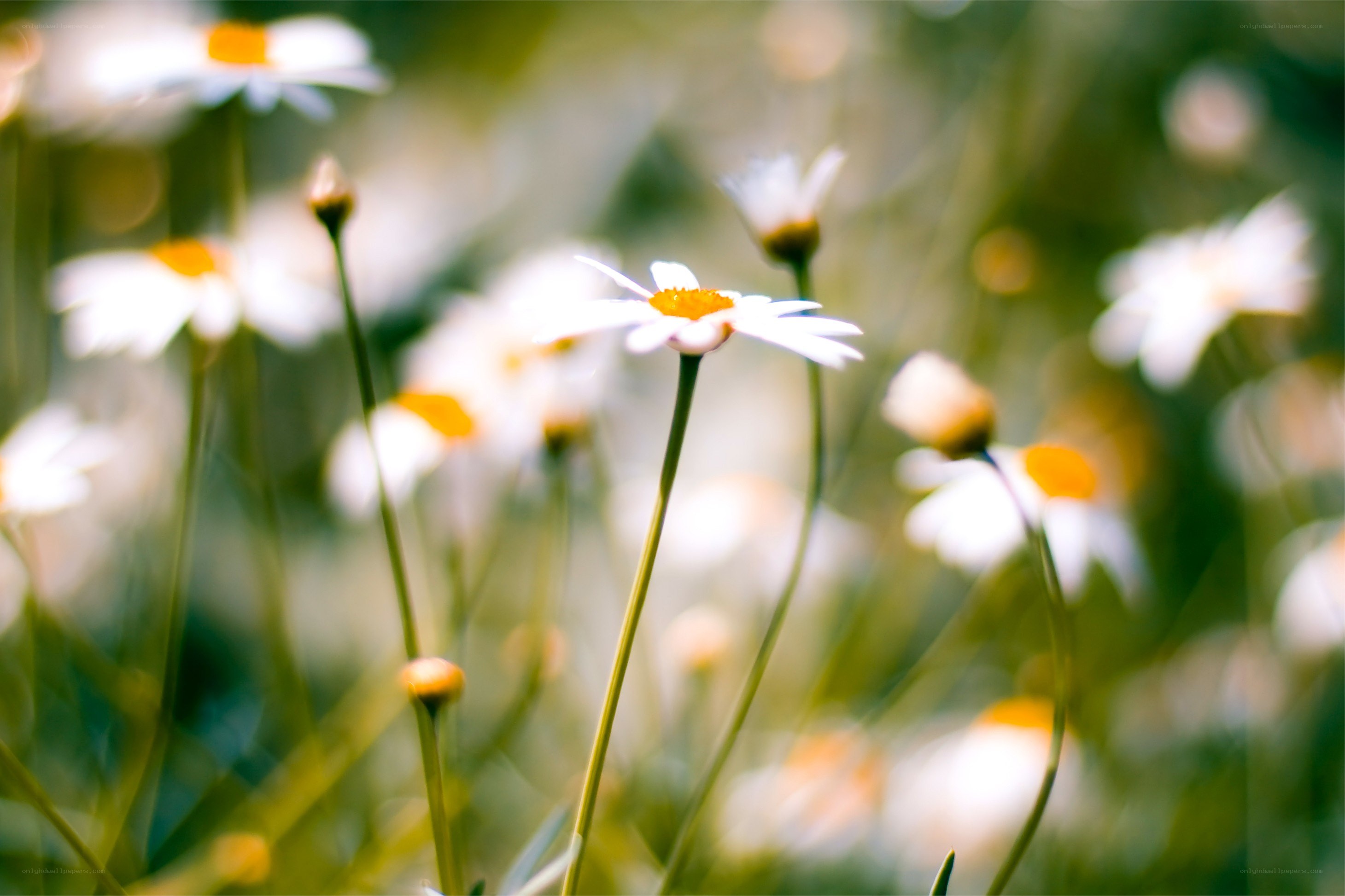 Daisies in a sunlit field