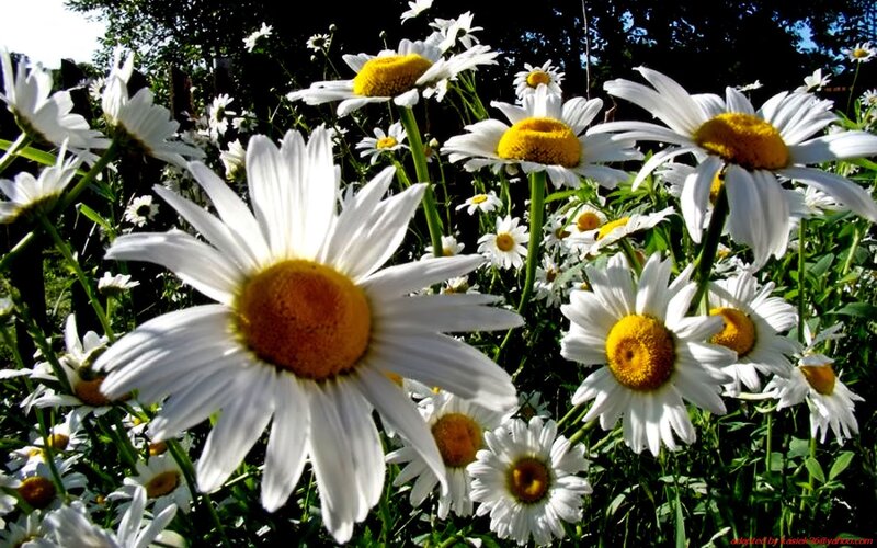 Daisies in a sunlit field