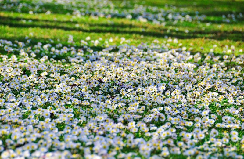 Daisies in a sunlit field