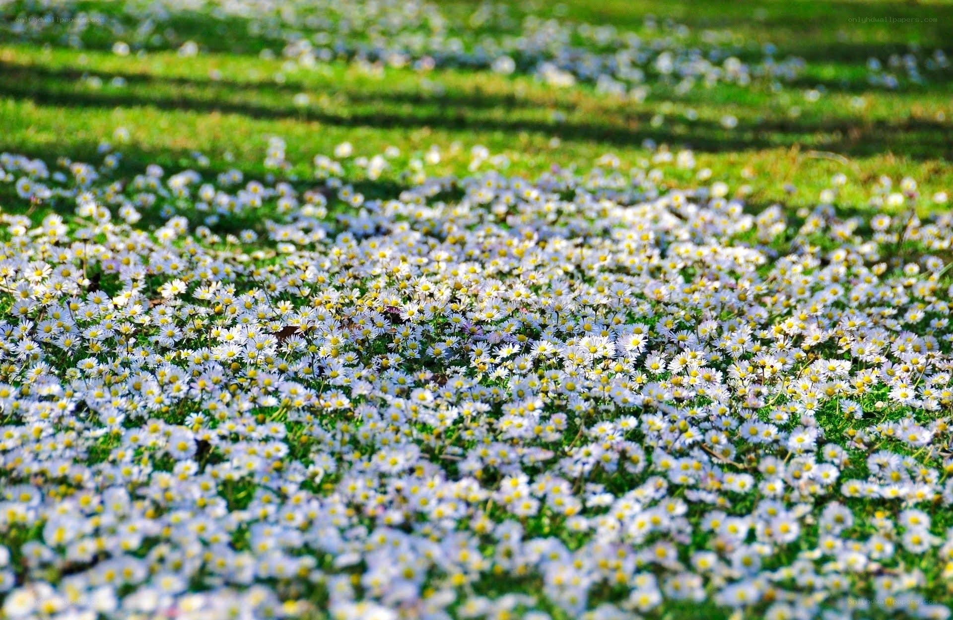 Daisies in a sunlit field