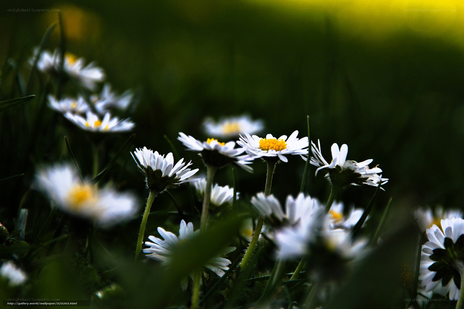 Daisies in a sunlit field