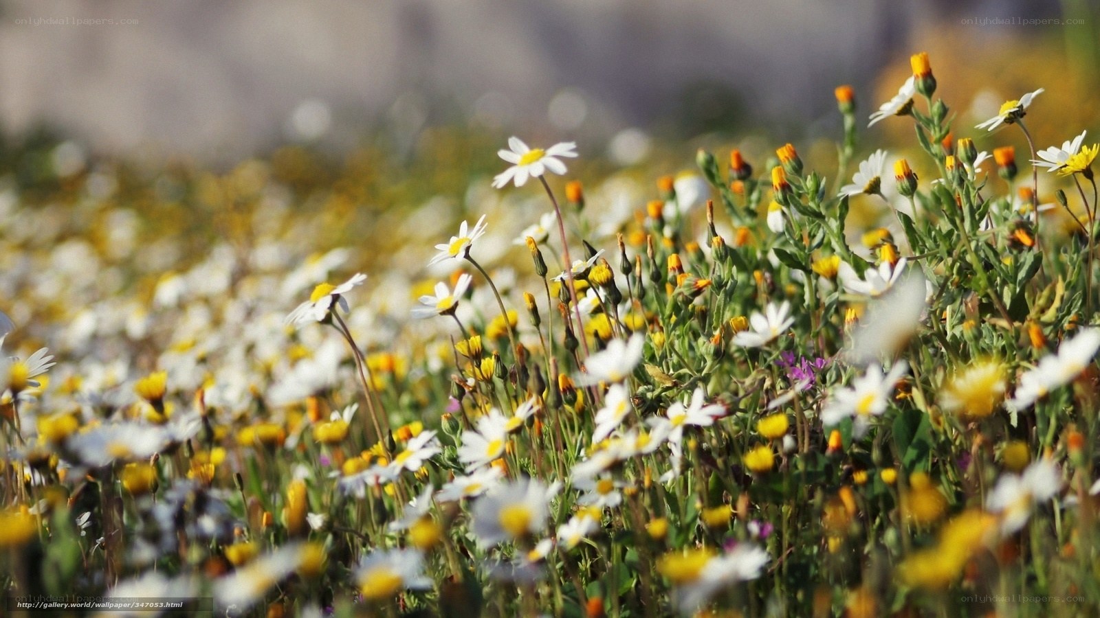 Daisies in a sunlit field