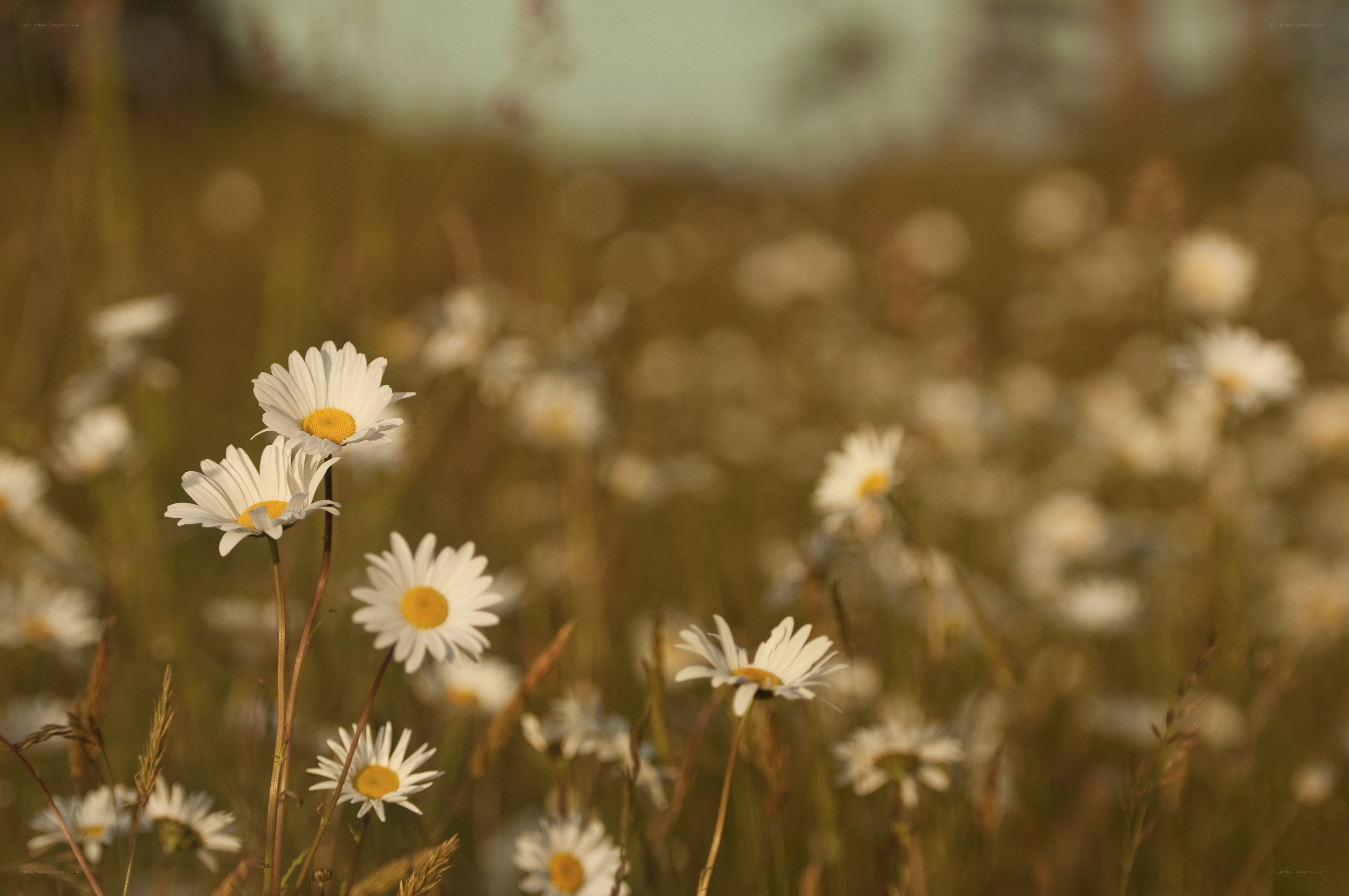Daisies in a sunlit field