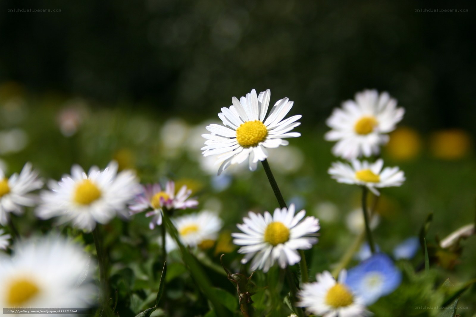 Daisies in a sunlit field