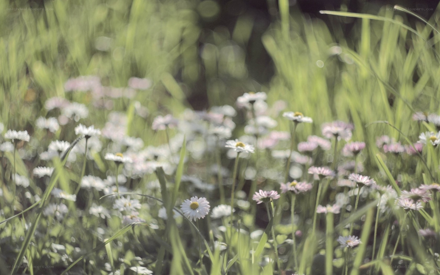 Daisies in a sunlit meadow