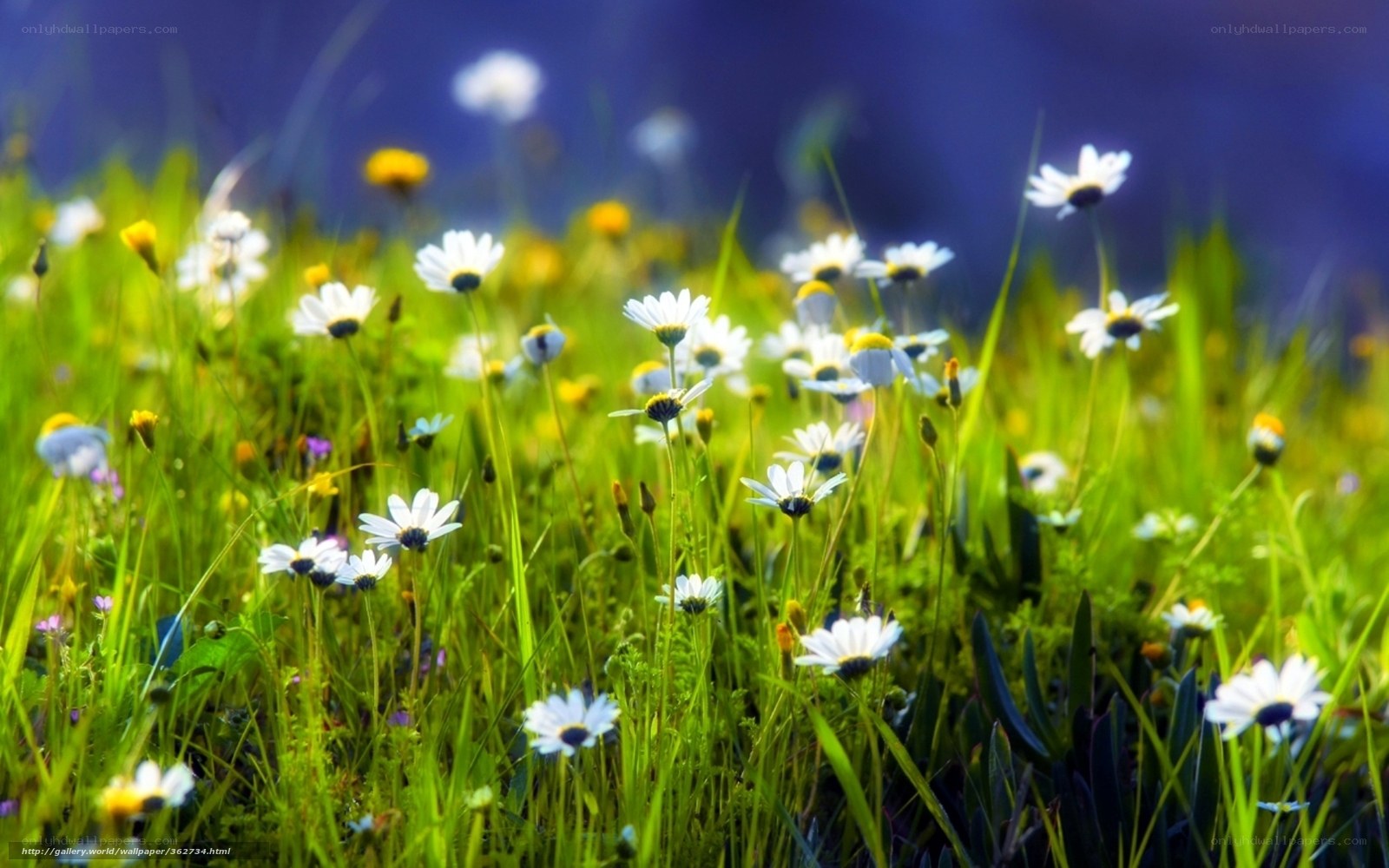 Daisies in a sunlit meadow