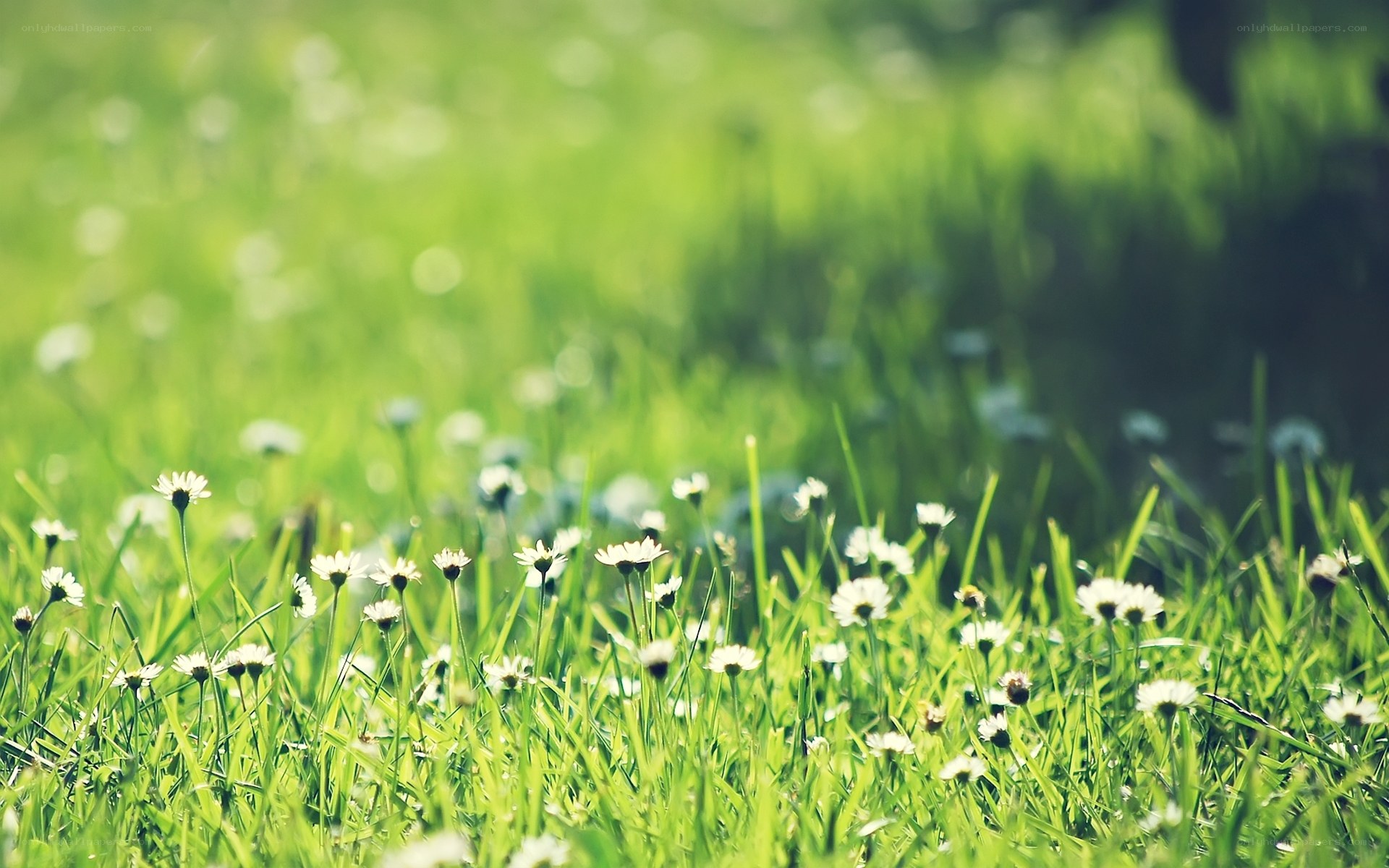 Daisies in a sunlit meadow