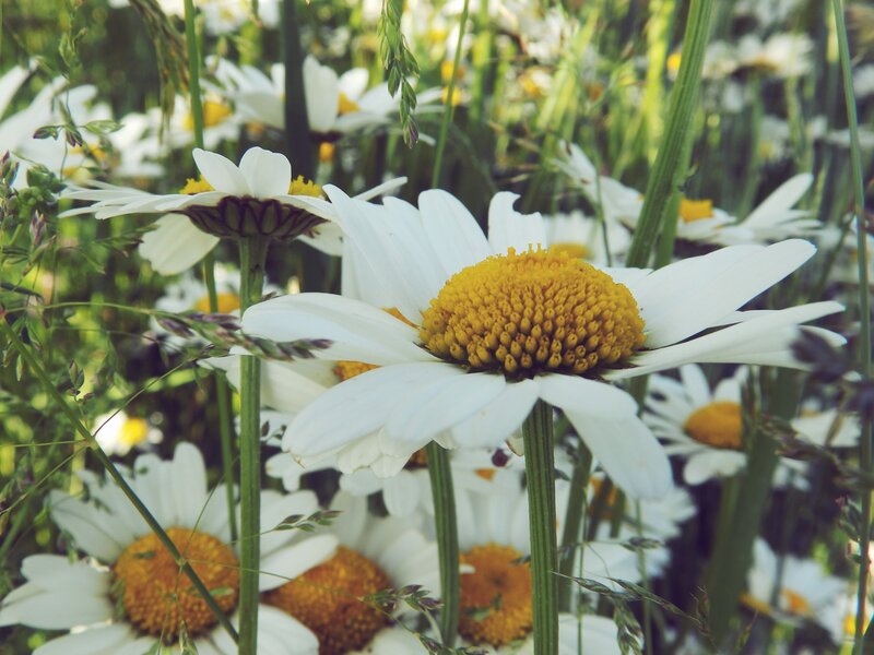 Daisies in a sunlit meadow