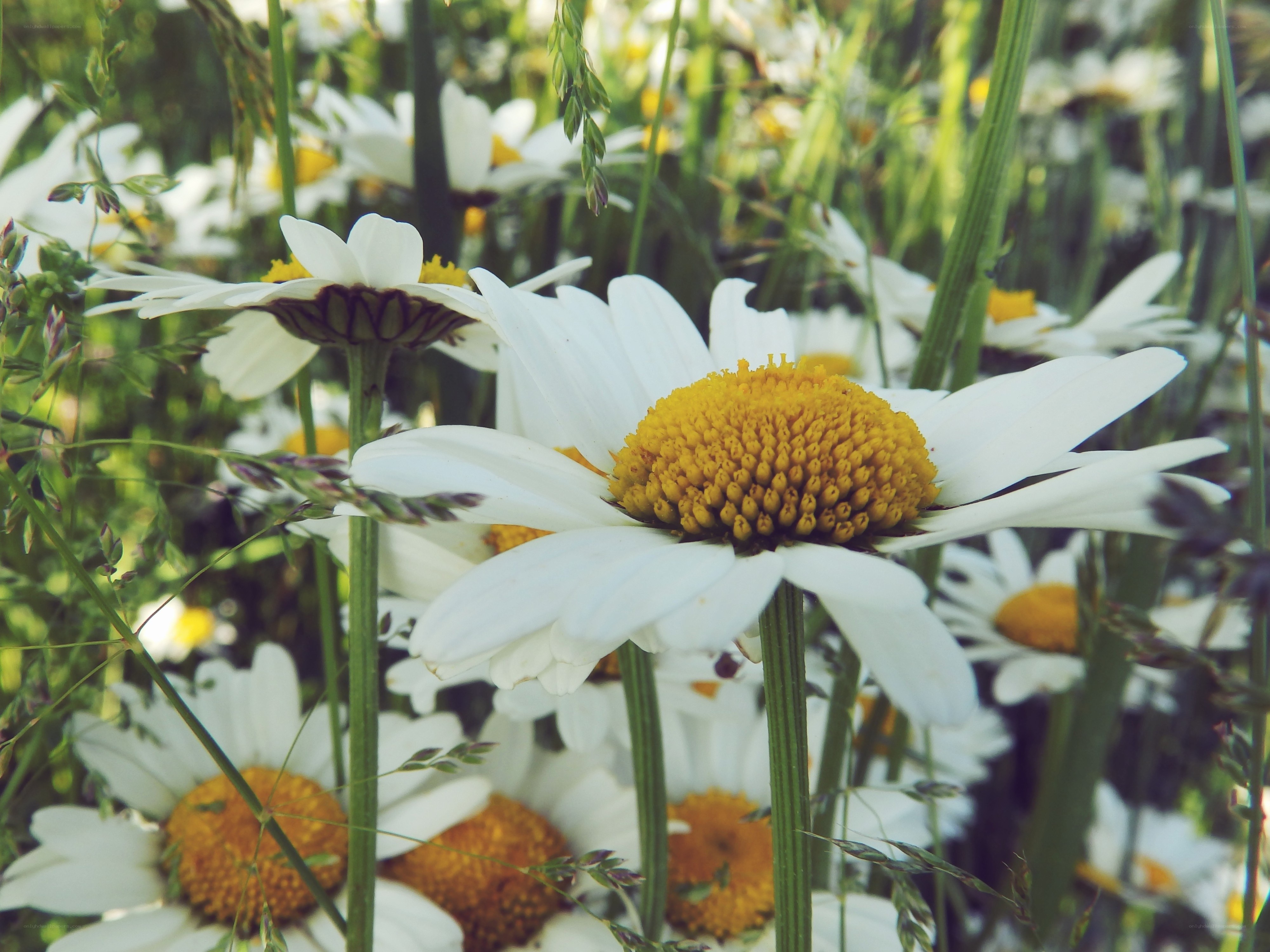 Daisies in a sunlit meadow