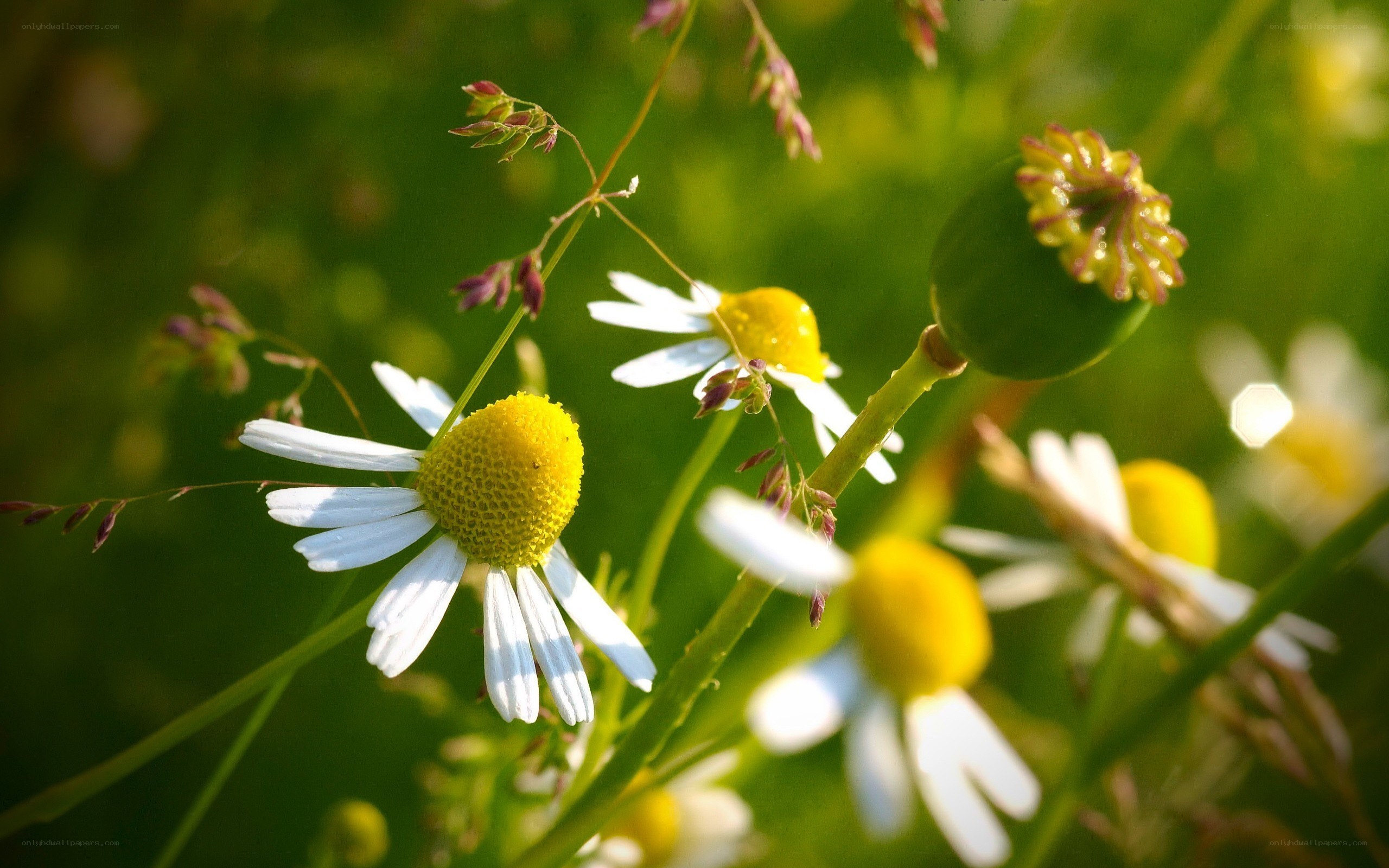 Daisies in a sunlit meadow