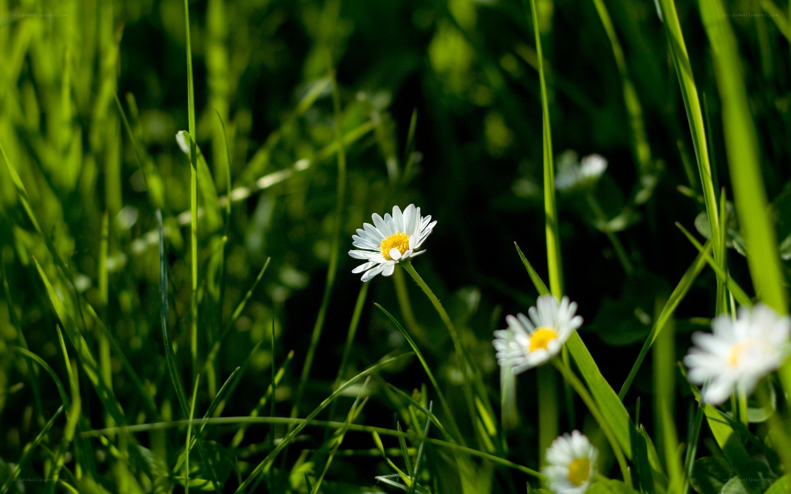 Daisies in a sunlit meadow