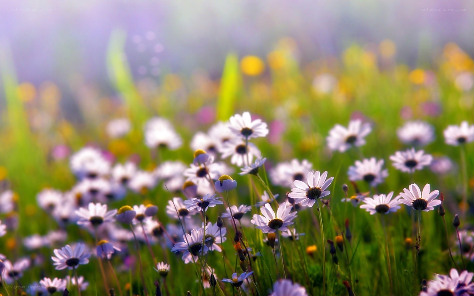 daisies in a sunlit meadow