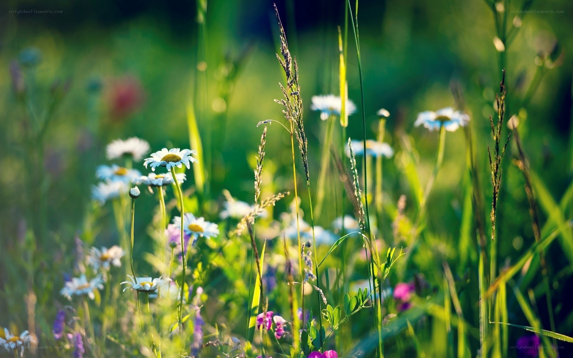 Daisies in a sunlit meadow