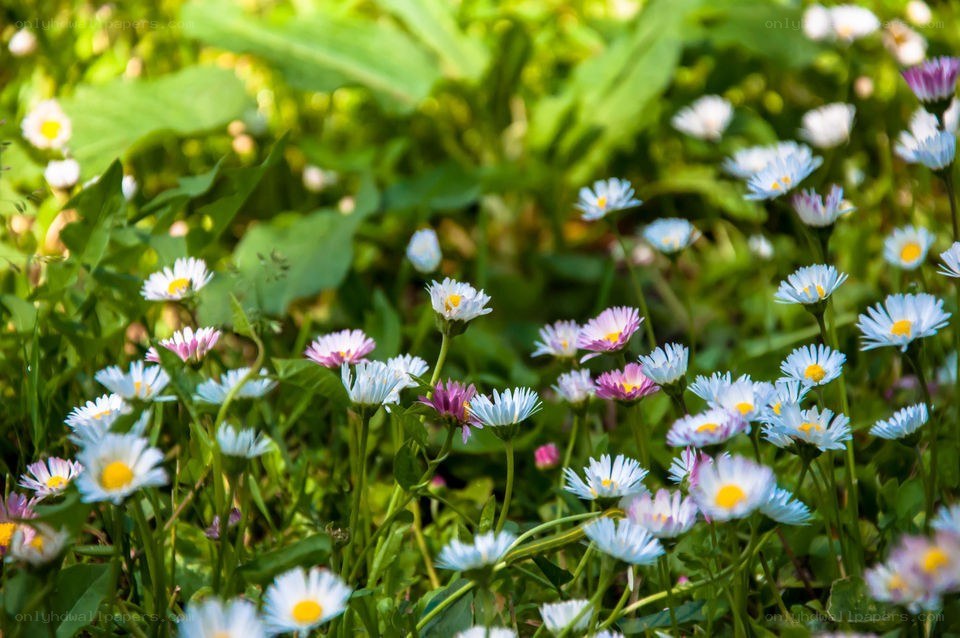 Daisies in a sunlit meadow