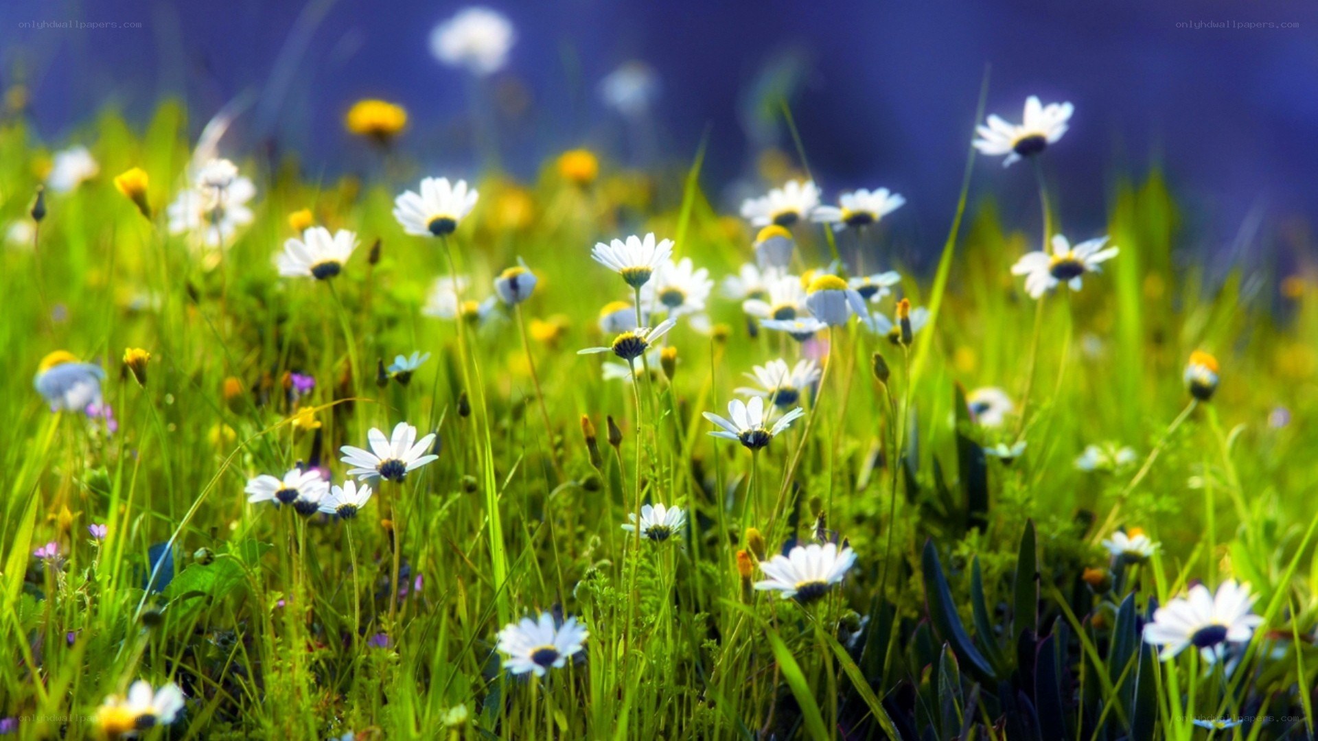 Daisies in a sunlit meadow