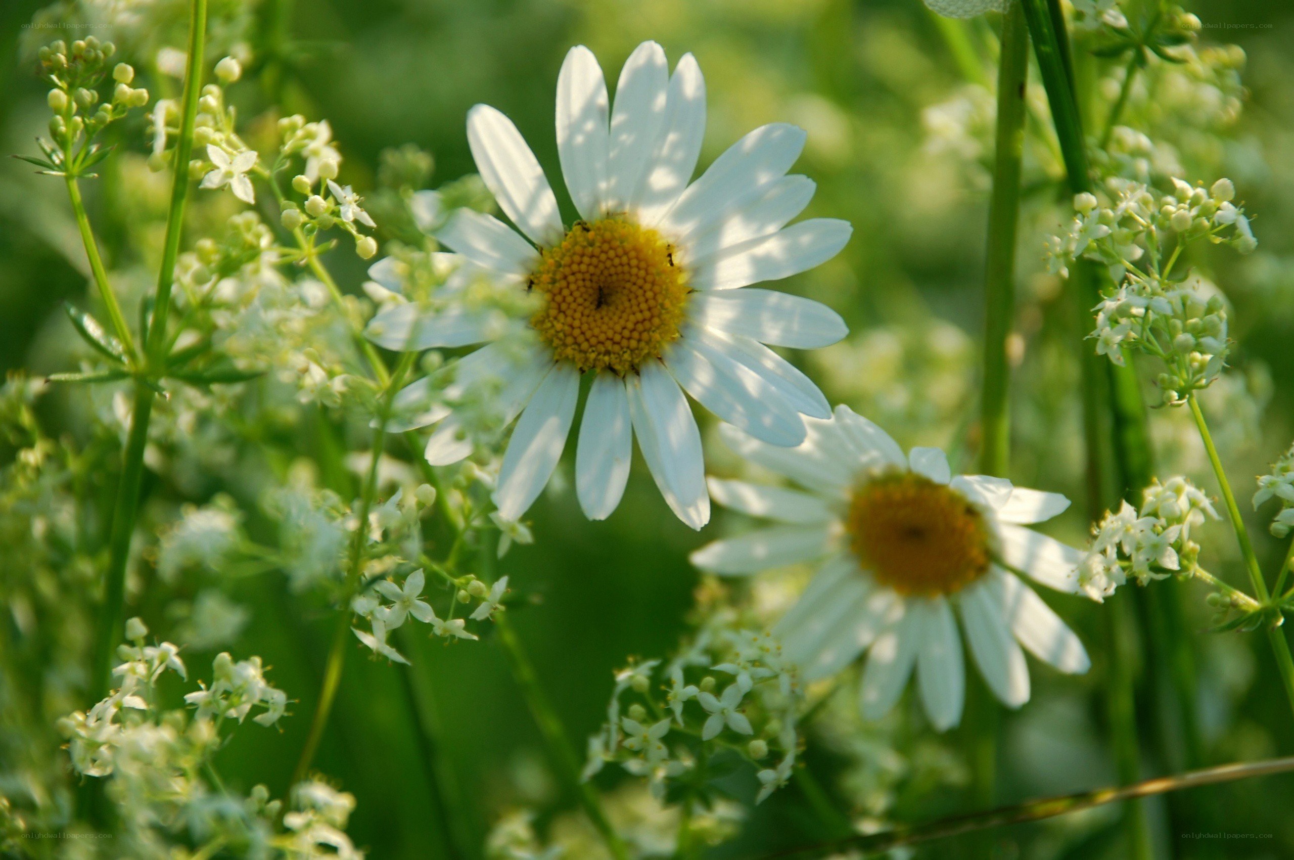Daisies in a sunlit meadow