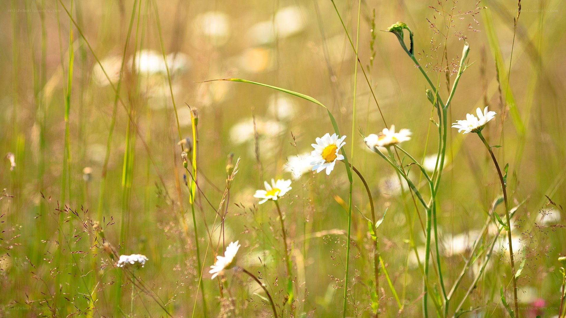 Daisies in a sunlit meadow