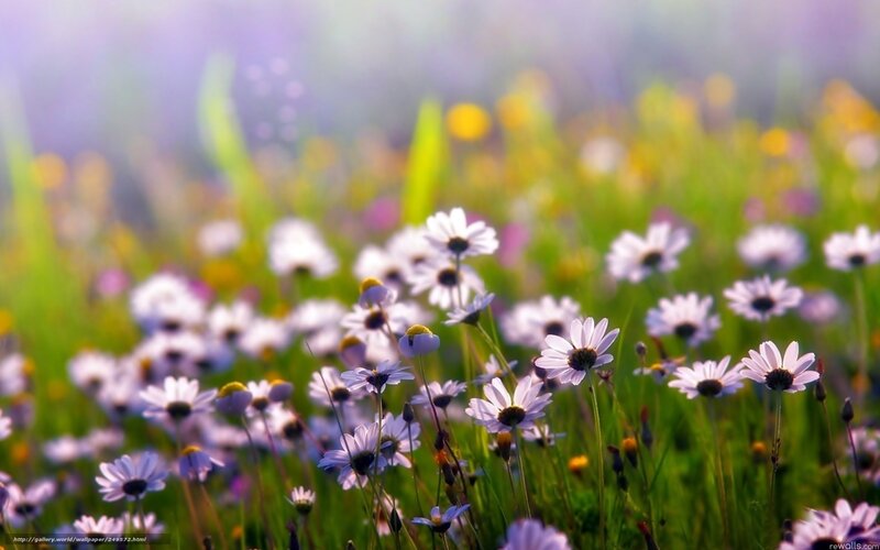 Daisies in a sunlit meadow