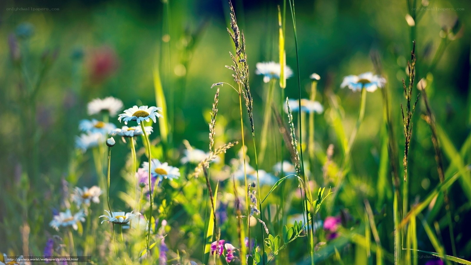 Daisies in a sunlit meadow
