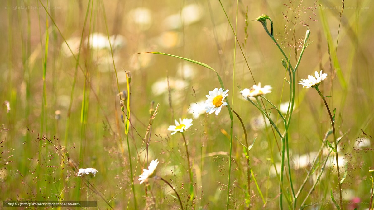 Daisies in a sunlit meadow