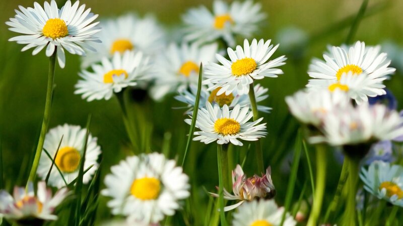 Daisies in a sunny field