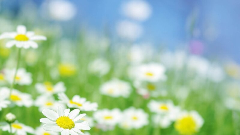 Daisies in a sunny field