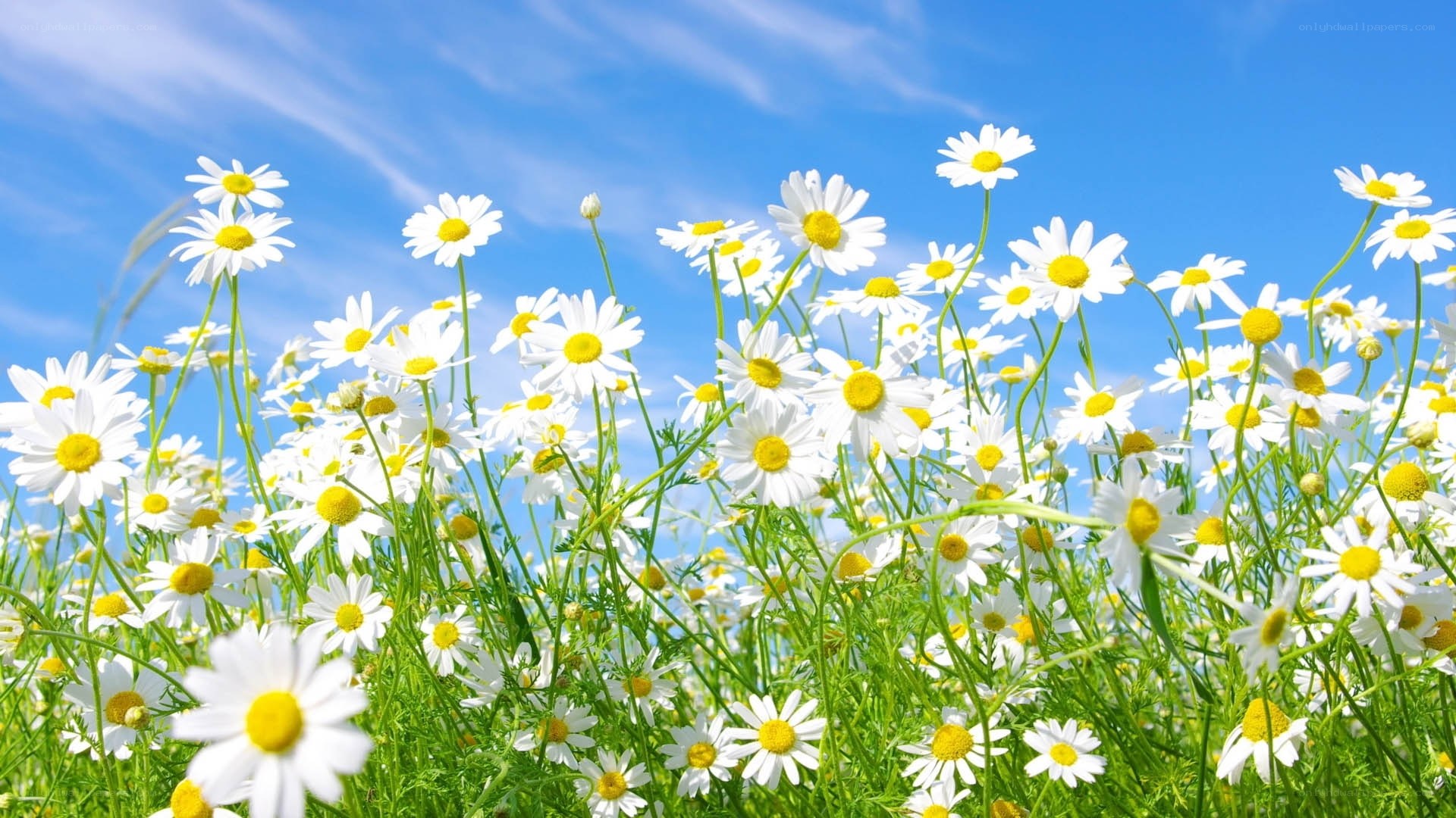 Daisies in a sunny field
