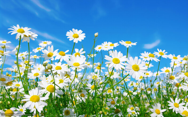 Daisies in a sunny field
