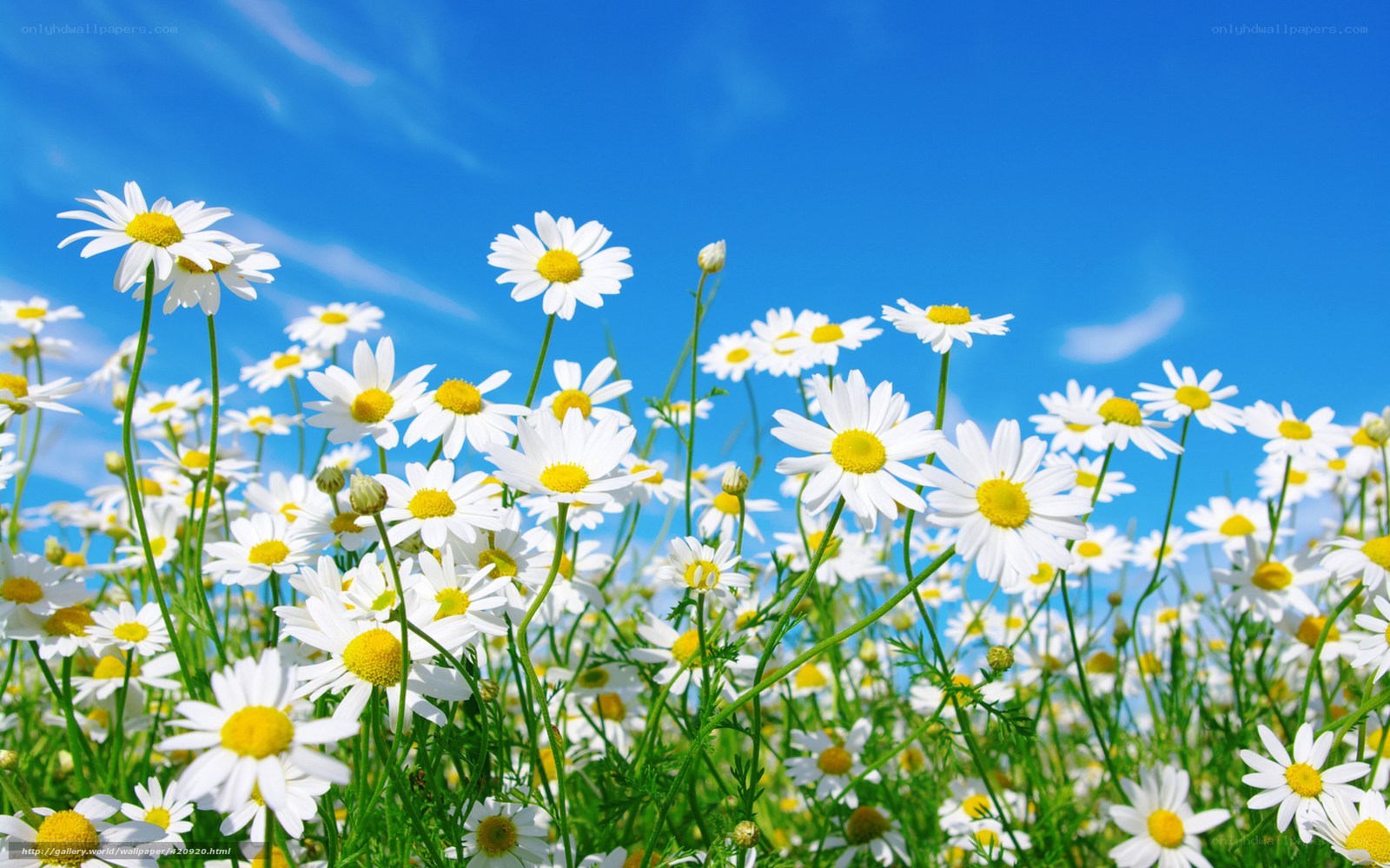 Daisies in a sunny field